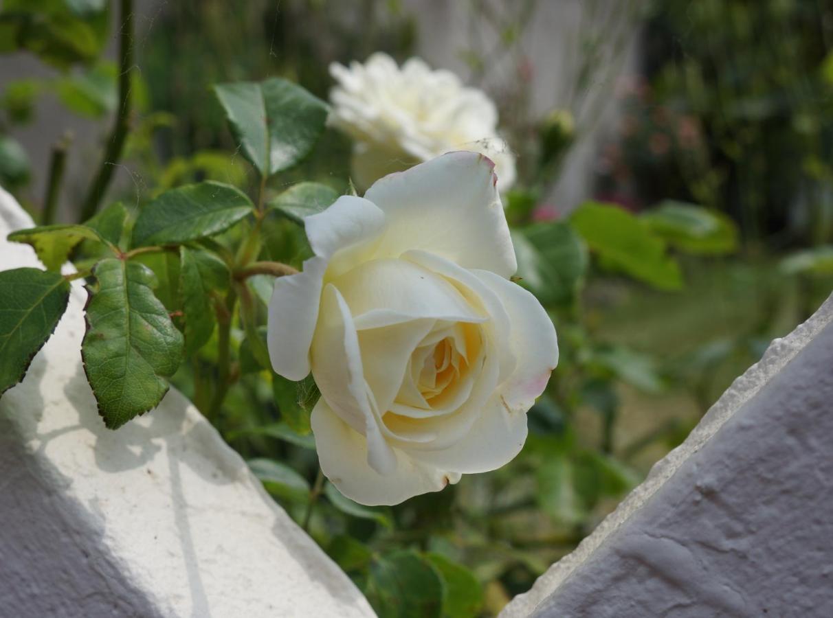 The Silent Picket Bed & Breakfast Martinpuich Екстериор снимка